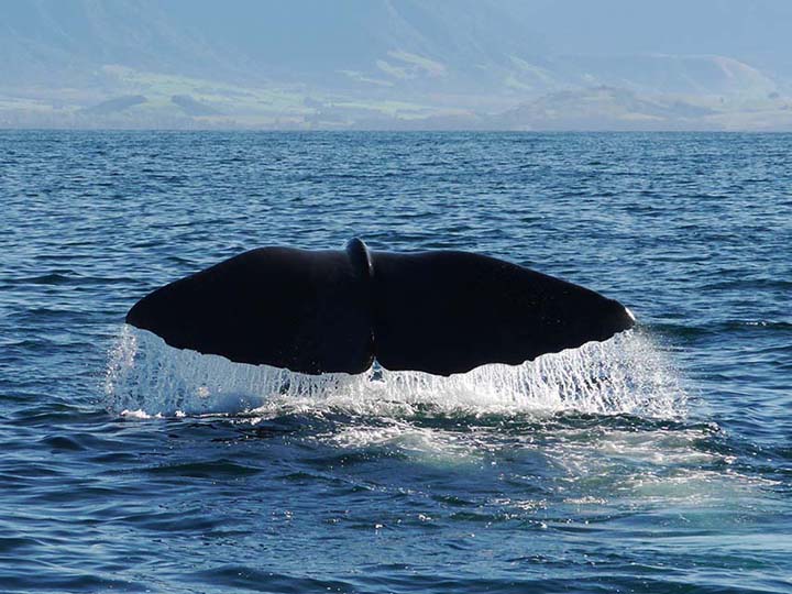 Taucht ab - New Zealand